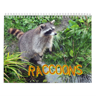 Waschbär-Kalender Kalender