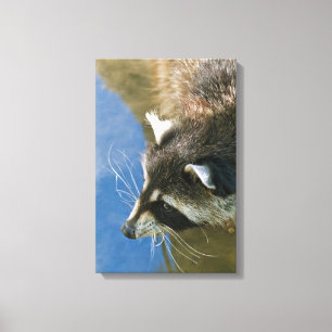 Waschbär Leinwanddruck