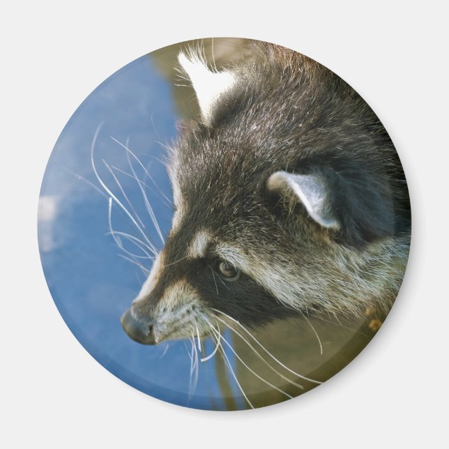 Waschbär Magnet (Vorne)