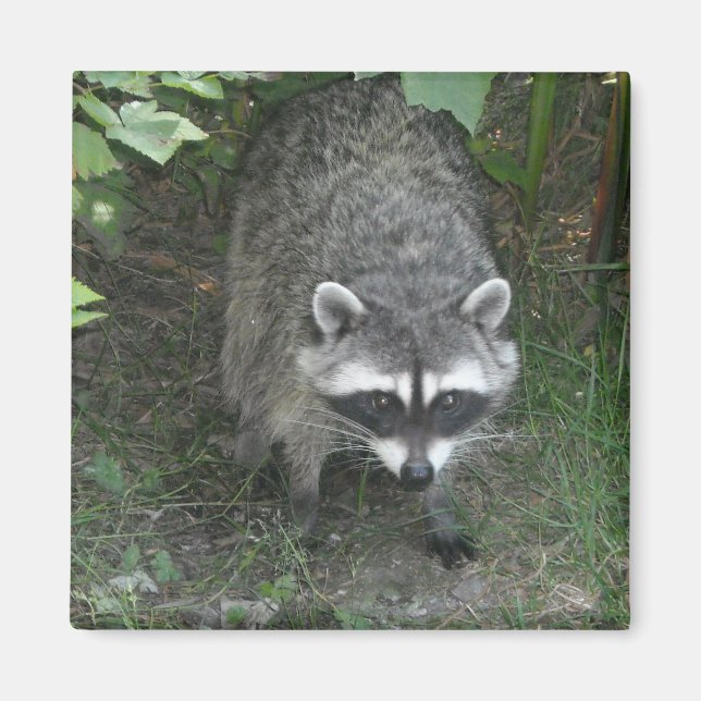 Waschbär Magnet (Vorne)