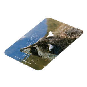 Waschbär Magnet