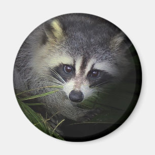 Waschbär-Magnet Magnet