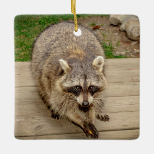 Waschbär mit einem Chip Keramikornament