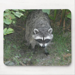 Waschbär Mousepad