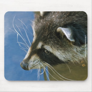 Waschbär Mousepad