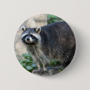 Waschbär Pin Button