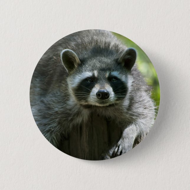 Waschbär Pin Button (Vorderseite)