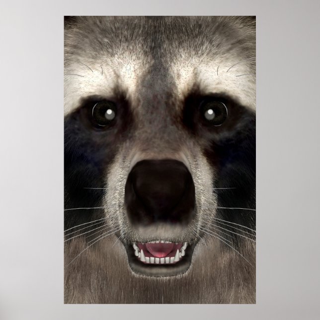 Waschbär Poster (Vorne)