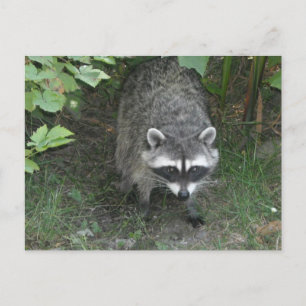 Waschbär Postkarte
