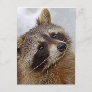 Waschbär Postkarte