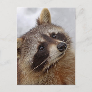 Waschbär Postkarte