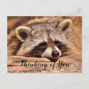 Waschbär Postkarte