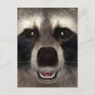 Waschbär Postkarte