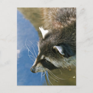 Waschbär Postkarte