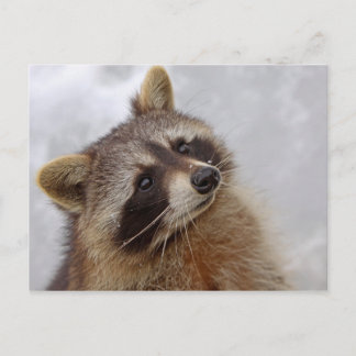 Waschbär Postkarte