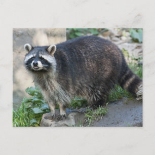 Waschbär-Postkarten Postkarte
