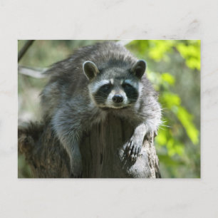 Waschbär-Postkarten Postkarte