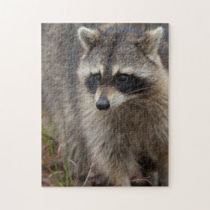 Waschbär, Procyon lotor, Florida