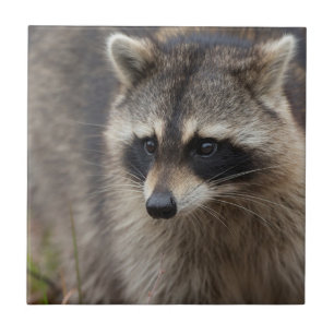 Waschbär, Procyon lotor, Florida Fliese