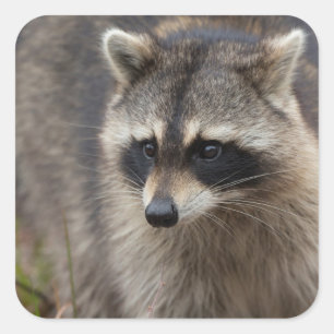 Waschbär, Procyon lotor, Florida Quadratischer Aufkleber