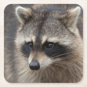 Waschbär, Procyon lotor, Florida Rechteckiger Pappuntersetzer