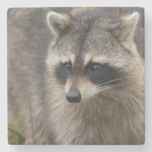 Waschbär, Procyon lotor, Florida Steinuntersetzer