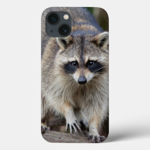 Waschbär, Procyon lotor, Florida, USA 2 Case-Mate iPhone Hülle