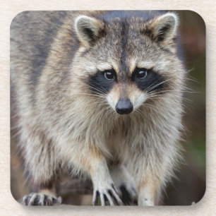 Waschbär, Procyon lotor, Florida, USA 2 Getränkeuntersetzer