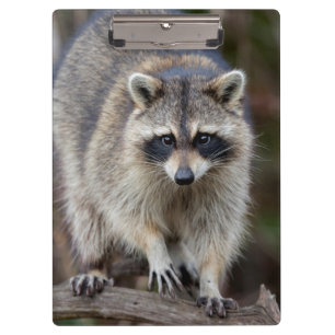 Waschbär, Procyon lotor, Florida, USA 2 Klemmbrett