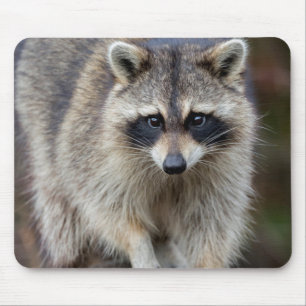 Waschbär, Procyon lotor, Florida, USA 2 Mousepad