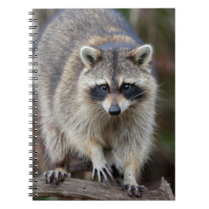 Waschbär, Procyon lotor, Florida, USA 2 Notizblock
