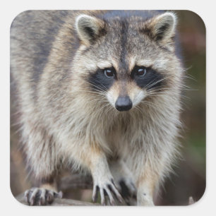 Waschbär, Procyon lotor, Florida, USA 2 Quadratischer Aufkleber