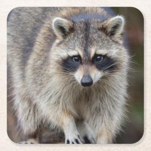 Waschbär, Procyon lotor, Florida, USA 2 Rechteckiger Pappuntersetzer