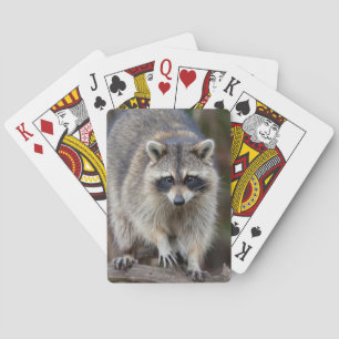 Waschbär, Procyon lotor, Florida, USA 2 Spielkarten