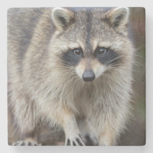 Waschbär, Procyon lotor, Florida, USA 2 Steinuntersetzer