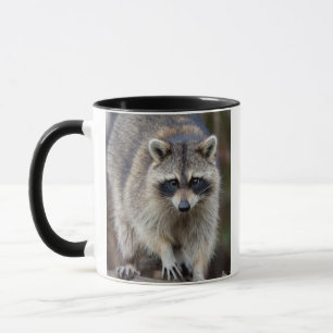 Waschbär, Procyon lotor, Florida, USA 2 Tasse