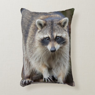 Waschbär, Procyon lotor, Florida, USA 2 Zierkissen