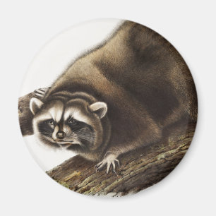 Waschbär (Procyon lotor) Illustration Magnet
