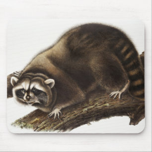 Waschbär (Procyon lotor) Illustration Mousepad