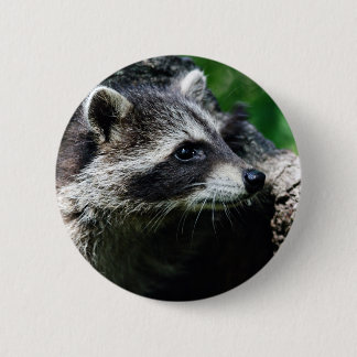 Waschbär-Profil Button