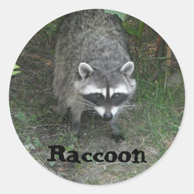 Waschbär Runder Aufkleber (Vorderseite)