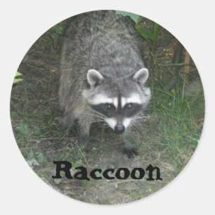 Waschbär Runder Aufkleber