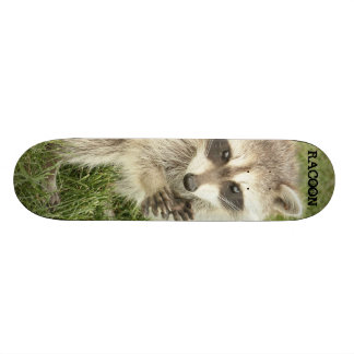 Waschbär Skateboard