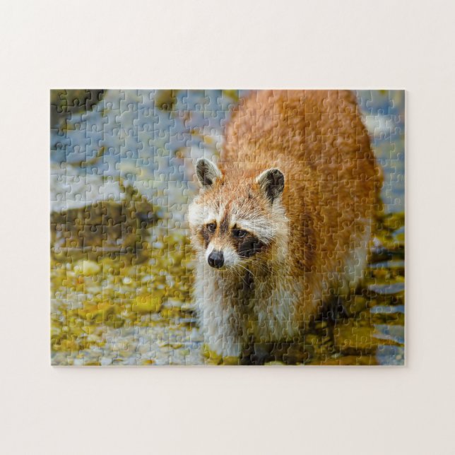 Waschbären. (Horizontal)