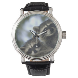 Waschbären Procyon Lotor) vom Fish Lake, Zentral Armbanduhr