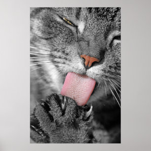 Washday Cat Poster Print