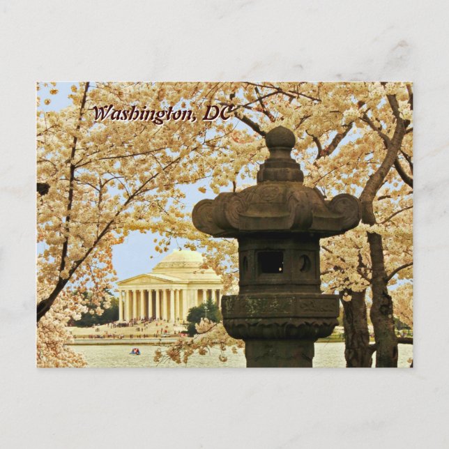 Washington Cherry Blossoms Postcard Postkarte (Vorderseite)