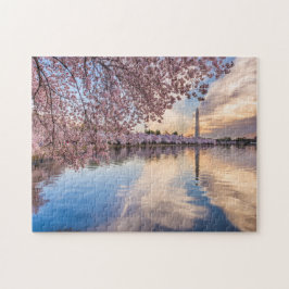 Washington D.C Cherry Blossom