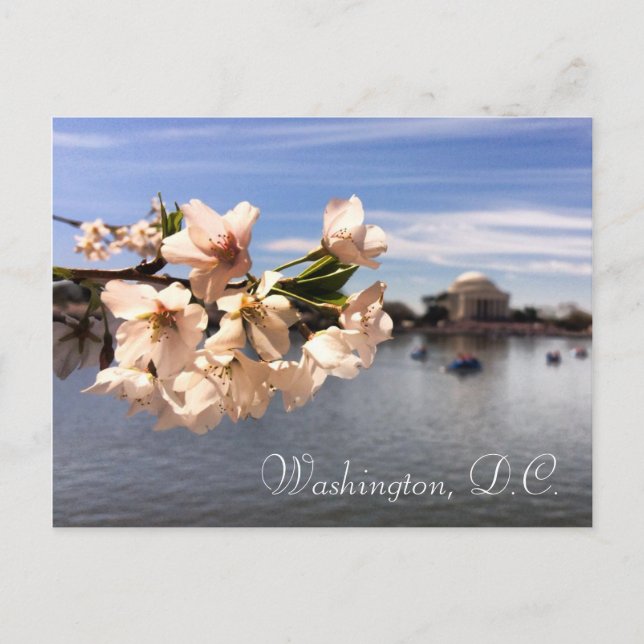 Washington, D.C. Cherry Blossom Postkarte (Vorderseite)