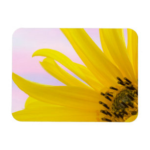 Washington. Detail Sonnenblumen 1 Magnet